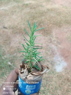 Rosemary Plants/Seedlings for Sale - 2