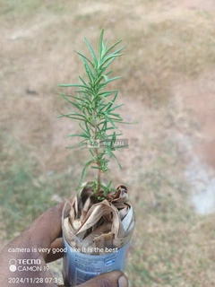 Rosemary Plants/Seedlings for Sale - 3