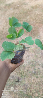 Red Strawberry Seedlings for Sale