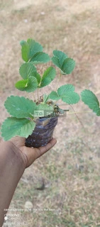 Red Strawberry Seedlings for Sale