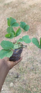 Red Strawberry Seedlings for Sale - 2