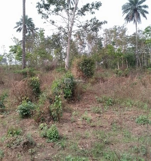 1Plot and 2Plots of Land for Sale