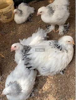 Brahma Chicken Available for Sale