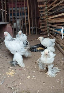 Brahma Chicken Available for Sale - 2