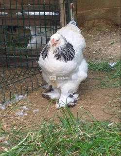 Brahma Chicken Available for Sale - 3