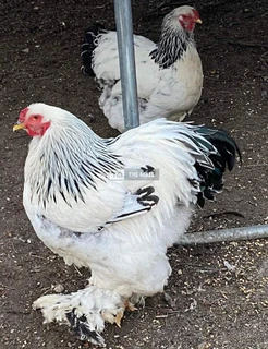 Brahma Chicken Available for Sale - 4