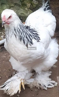 Brahma Chicken Available for Sale - 5