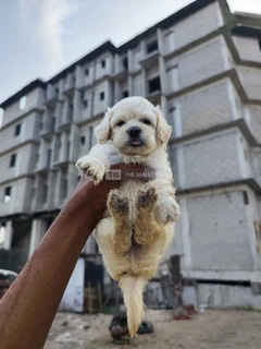 Lhasa Apso