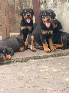 Solid Rottweiler Puppies