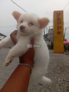 Eskimo Puppies