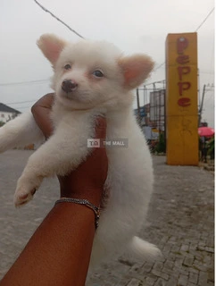 Eskimo Puppies