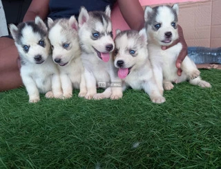 Siberian Husky Puppies