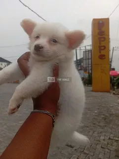 Eskimo Puppies