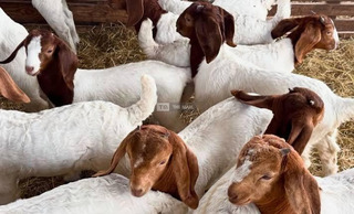 Boer Goat Price