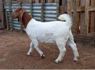 Female Boer Goat 6 months Old