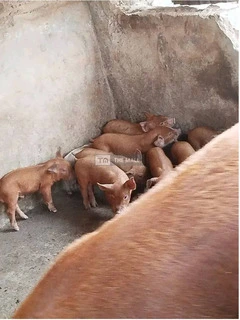 Pigs for Sale
