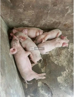 Pigs for Sale - 2
