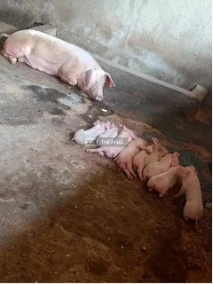 Pigs for Sale - 3