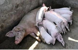 Pigs for Sale - 4