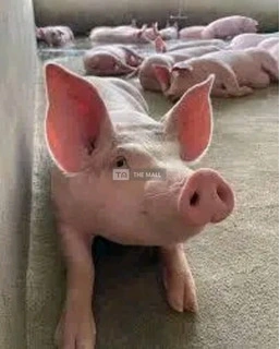 Duroc and Tn70 Pigs and Piglets for sale