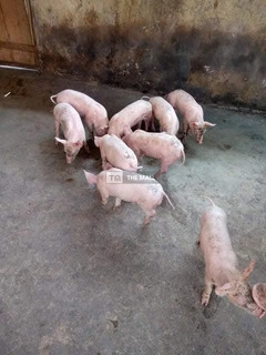 Duroc and Tn70 Pigs and Piglets for sale - 2