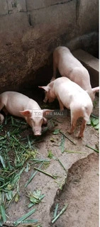 Duroc and Tn70 Pigs and Piglets for sale - 3