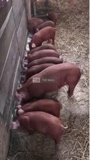 Duroc and Tn70 Pigs and Piglets for sale - 4