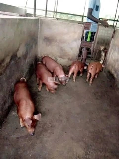 Duroc and Tn70 Pigs and Piglets for sale - 5