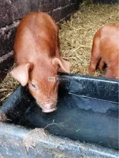 Duroc and Tn70 Pigs and Piglets for sale - 6