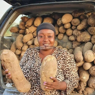 White Benue Yams for Sale - 3