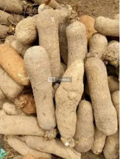 White Benue Yams for Sale - 5