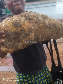 White Benue Yams for Sale - 6