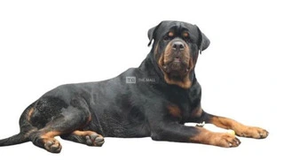 Stud Service for Rottweiler and German Shepherd