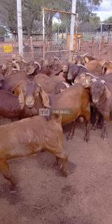 Boer and Kalahari Goats