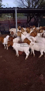 Boer and Kalahari Goats - 3