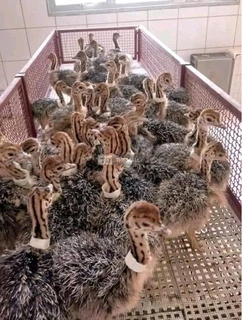 Ostrich Breeding