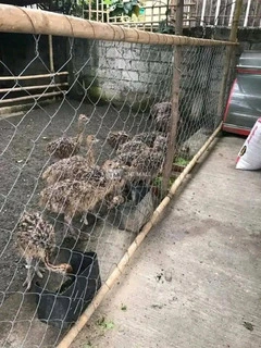 Ostrich Breeding - 2