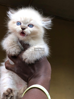 Persian Kitten Ready for New Home