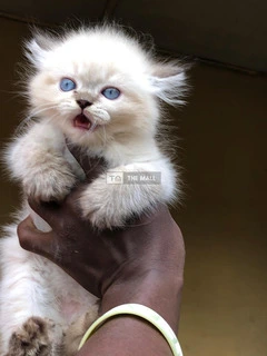 Persian Kitten Ready for New Home