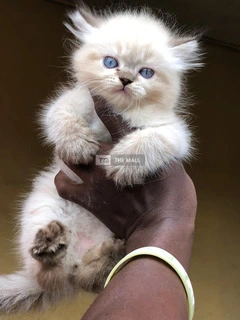 Persian Kitten Ready for New Home - 2