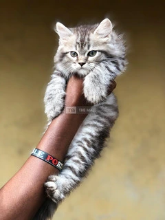 Persian Kitten Ready for New Home - 3