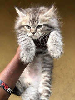 Persian Kitten Ready for New Home - 4