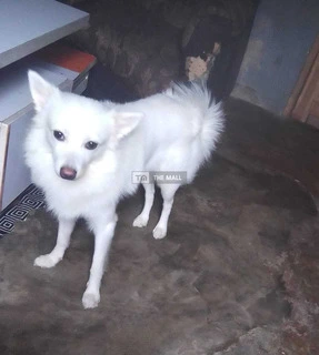 Full Breed American Eskimo