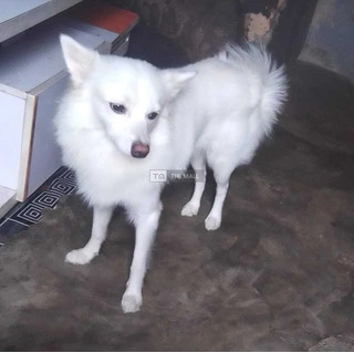 Full Breed American Eskimo - 2