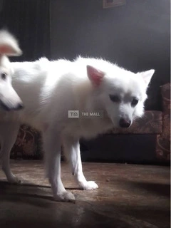 Full Breed American Eskimo - 3