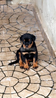 Male Rottweiler PureBred