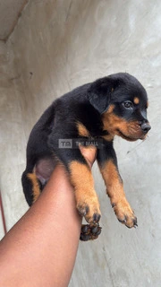 Male Rottweiler PureBred - 2