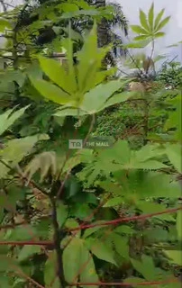 2 And Half Plots Of Land - 3