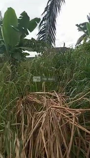 5 And Half Plots Of Land - 6