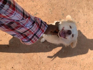 Eskimo+lhasa Mixed